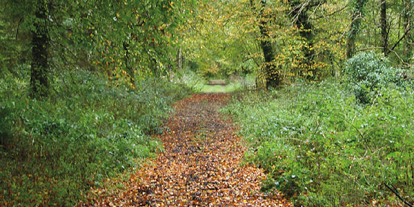 Castlemorris Woods Loop