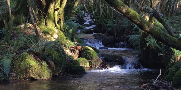 Mountain stream