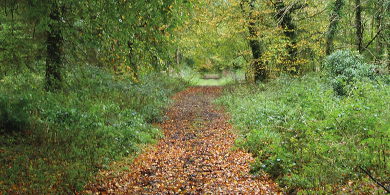 A wooded area in Castlemorris