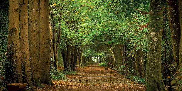 A wooded area in Jenkinstown