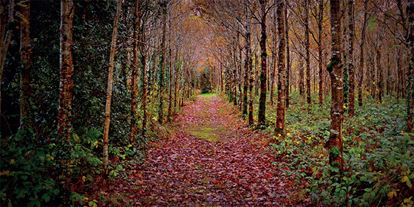 Autumn colours in Kilmacoliver