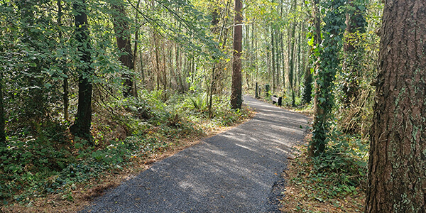 millennium forest