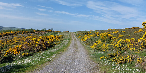 South Leinster Way